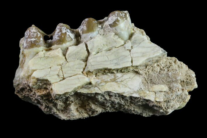 Oreodont (Merycoidodon) Jaw Section - South Dakota #157371